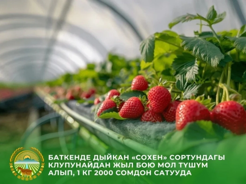 Фермер из Баткена наладил доходное производство ягод в разгар зимы