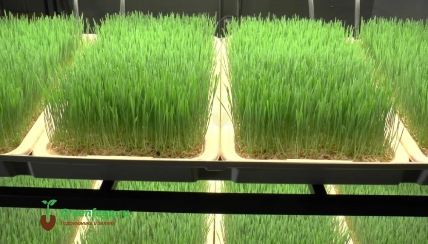 Минсельхоз КР предлагает фермерам обратить внимание на плюсы гидропоники
