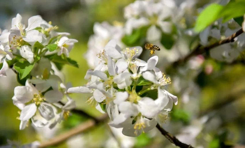 Погода в Бишкеке: от снега и дождя к весеннему теплу