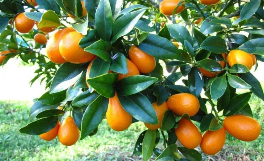 Более 7 тыс. тонн тропических фруктов собрали в Баткенской области в 2025 году - Минсельхоз