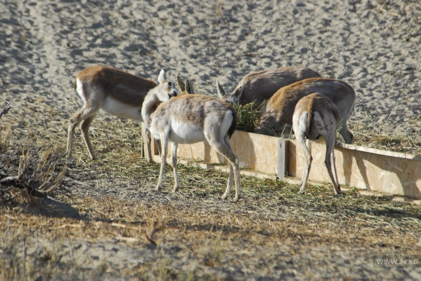 Потерь нет. Как чувствуют себя джейраны, выпущенные в дикую природу