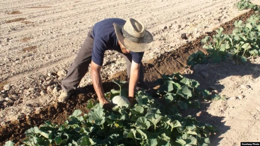 Фермеры в Узбекистане вновь сообщают о изъятиях земель для передачи «инвесторам»