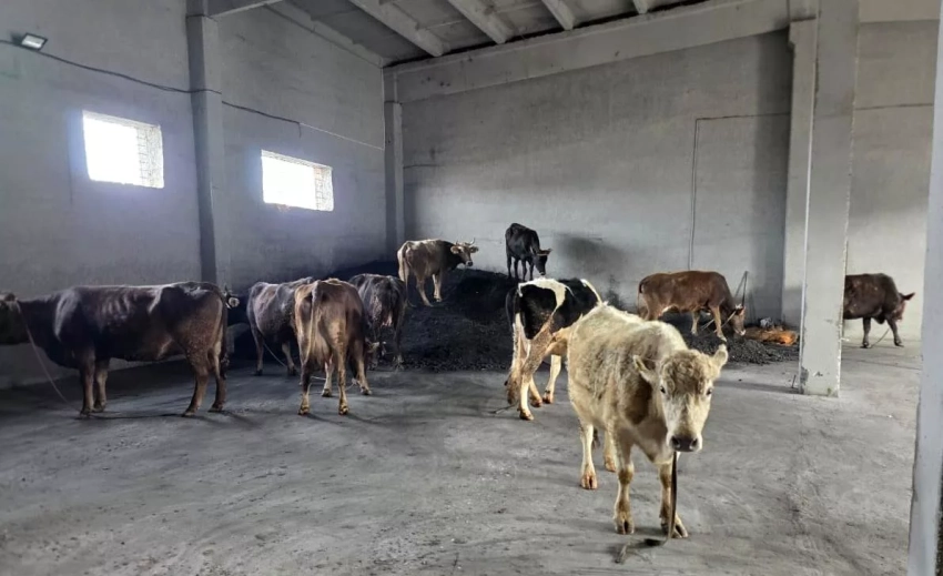 Пограничники Кыргызстана пресекли попытку незаконного перегона скота в Таджикистан