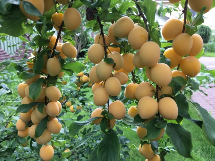 В Кыргызстане временно запретили ввоз саженцев сортов плодово-ягодных культур