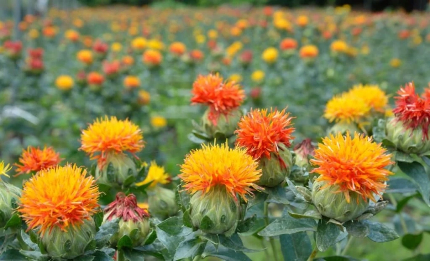 АгроДиалог – 2026. Фермер из Ак-Талинского района производит масло и корм из сафлора