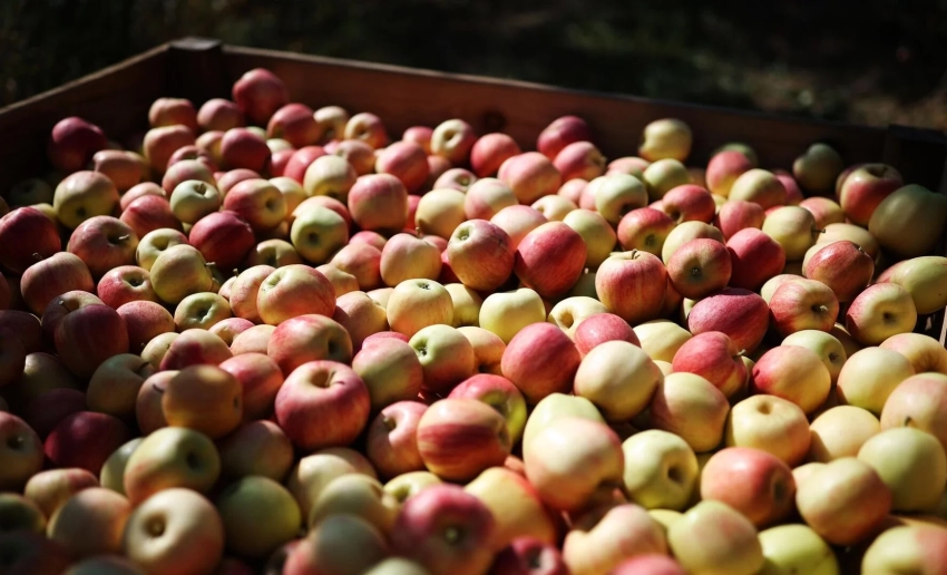 АгроДиалог-2026. Садовод из Панфиловского района развивает агротуризм и увеличивает урожай яблок