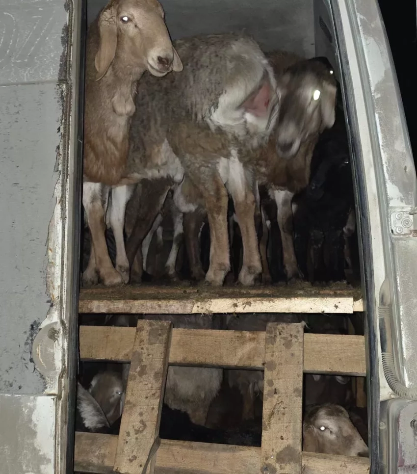 Пограничники Кыргызстана пресекли незаконный вывоз овец