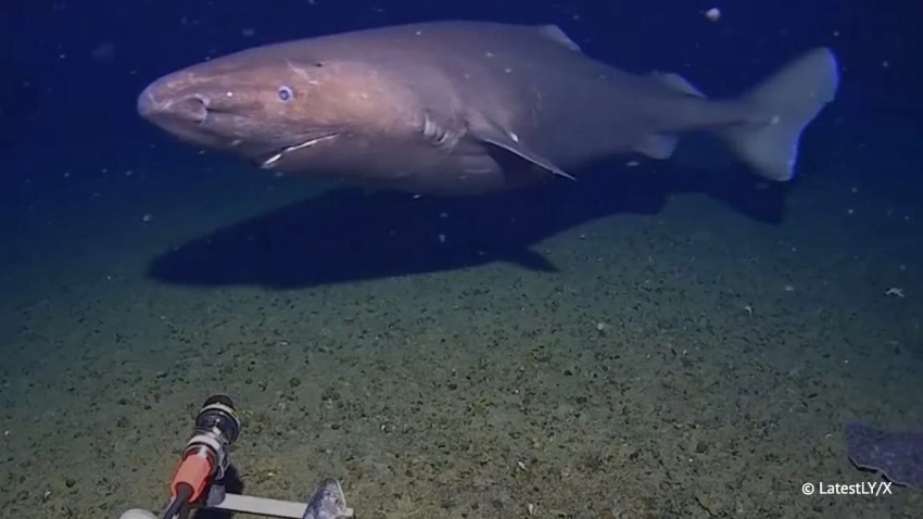 Австралийские ученые впервые обнаружили акулу в водах Антарктики