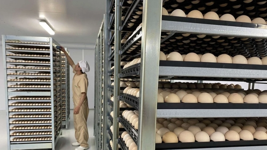 Бакыт Торобаев проверил расширение птицекомплекса "Агрокуш"