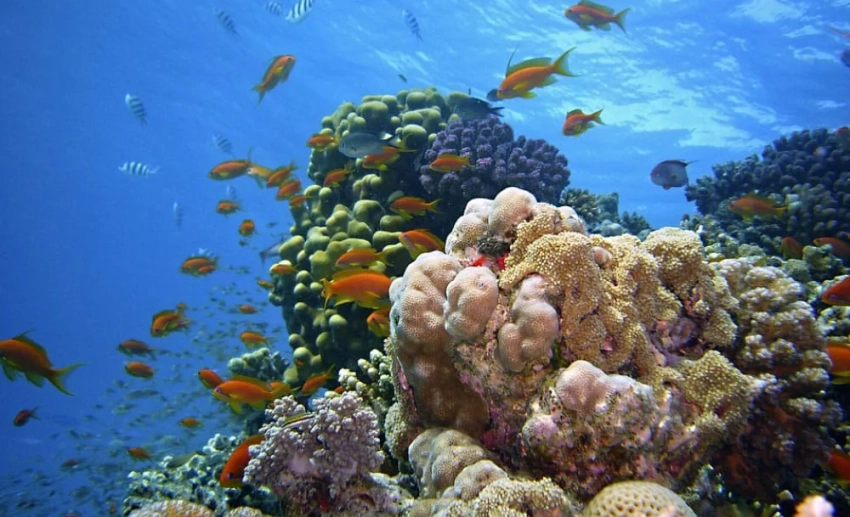 Ученый назвал процент известных человеку морских видов