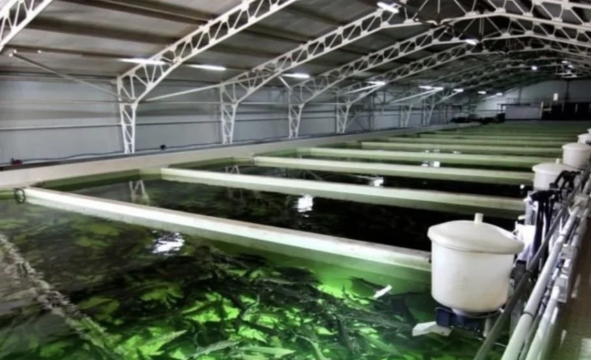 В Токмокском лесничестве планируют создать новые рыбоводные кооперативы