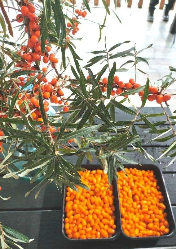 В Кыргызстане создают условия для промышленного выращивания целебных трав