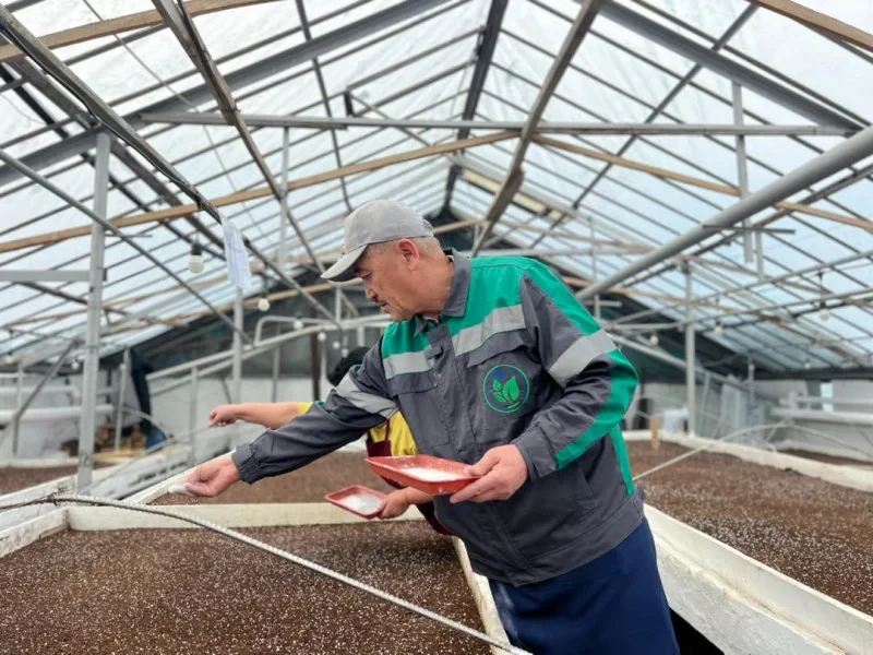 Бишкек украсят около двух миллионов цветов в 2026 году