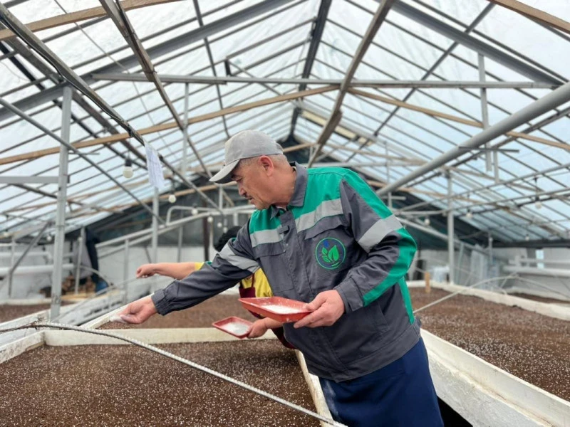 Весной в Бишкеке высадят два миллиона однолетних цветов