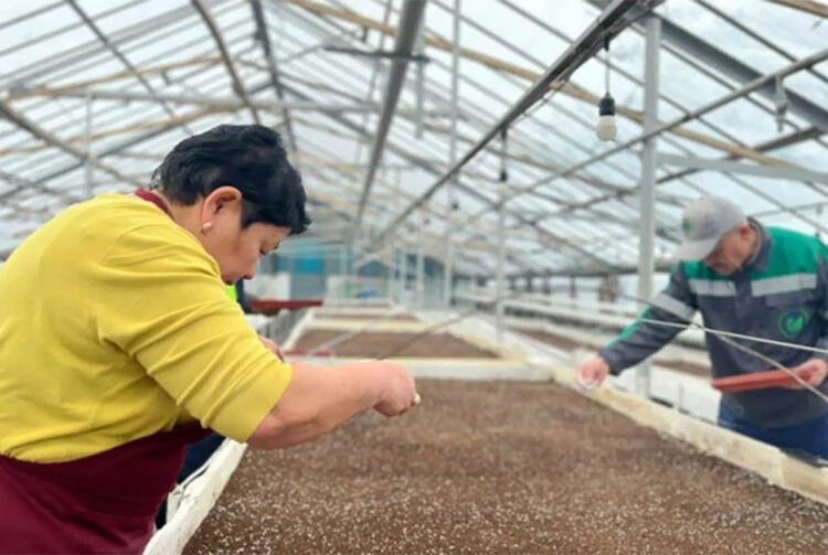 Весна в Бишкеке: город преобразят 2 миллиона цветов и тысячи тюльпанов