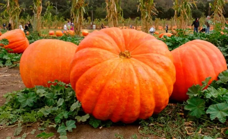 Горох, тыква и слива из Кыргызстана вышли на международный рынок