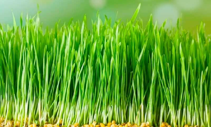 Сумолёк – вкус терпения и надежды