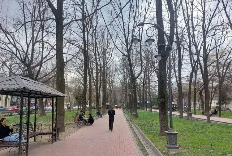 Деревья на бульваре Эркиндик пронумеровали. Мэрия опровергла слухи об их вырубке