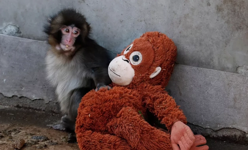 Число посетителей зоопарка в Японии удвоилось из-за интереса к макаке Панти