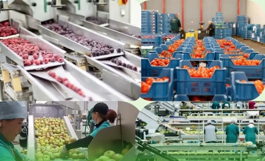 В Кыргызстане в 2026 году будут введены в эксплуатацию 75 перерабатывающих предприятий