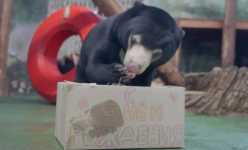 В Московском зоопарке медведице Маше подарили торт на день рождения