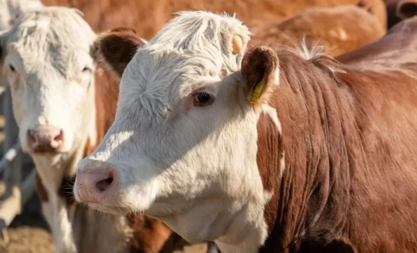 Депутаты приняли законопроект о племенном животноводстве