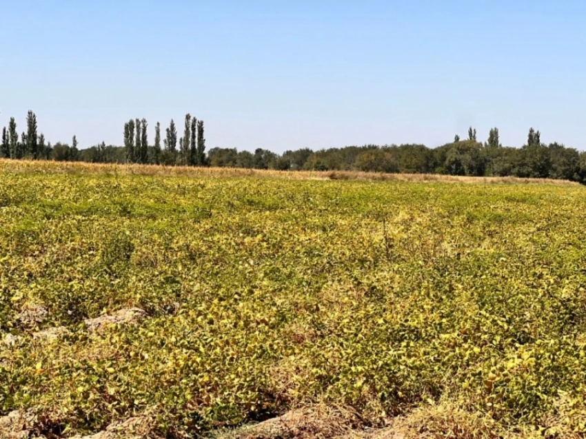 Горох, тыкву и сливу из Кыргызстана экспортируют на международный рынок