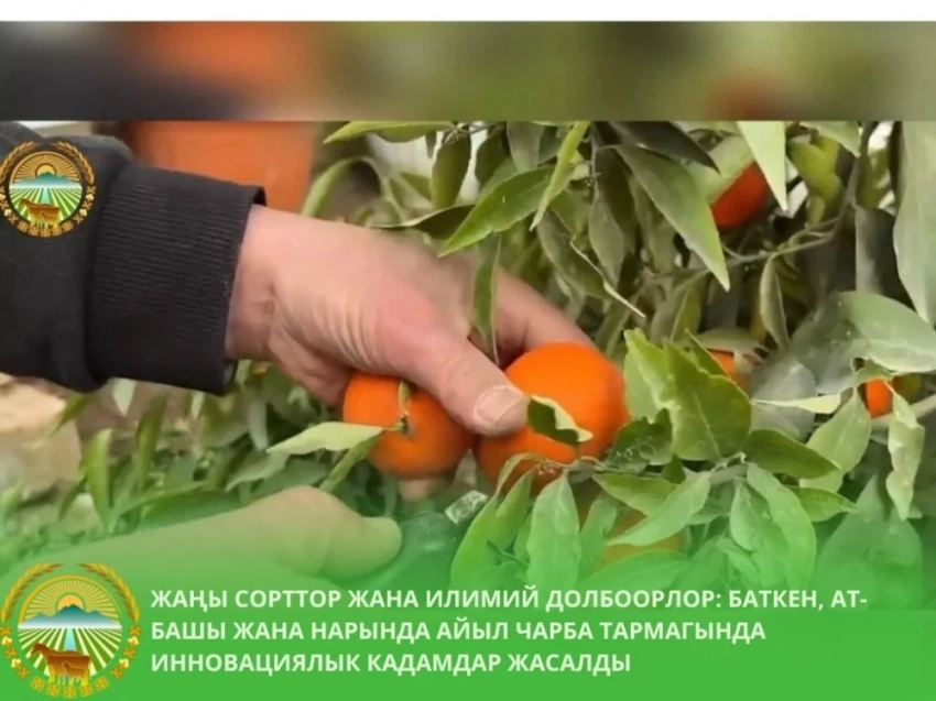 В Кыргызстане испытывают турецкие цитрусы и новые сорта озимой пшеницы