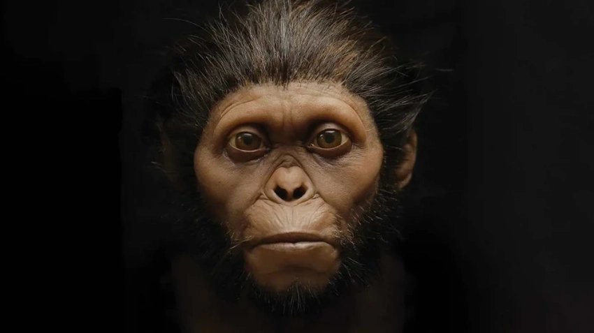 Ученые цифровым методом восстановили лицо предка человека возрастом 3,67 млн лет