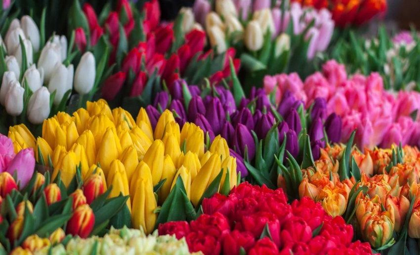Флорист дала советы по продлению жизни тюльпанам после 8 Марта