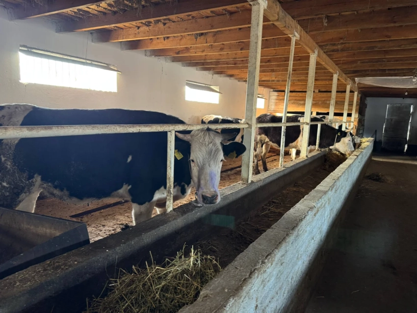 Акунбеков ознакомился с деятельностью племенного хозяйства