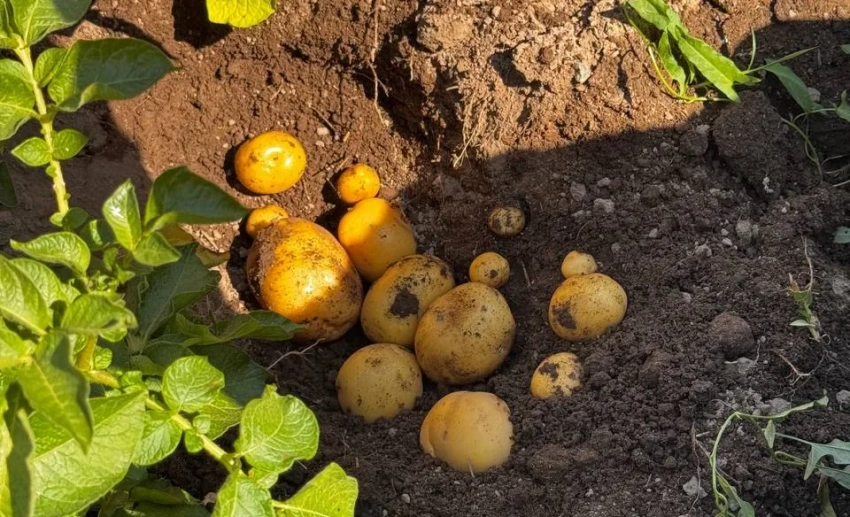 В Оше начали высаживать картофель с помощью современных технологий