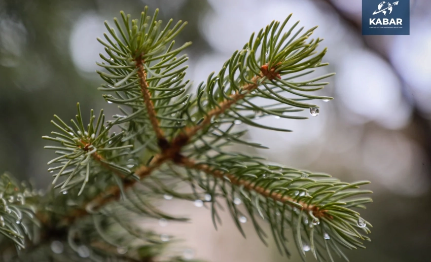 Сильный ветер и осадки ожидаются в Кыргызстане 10-11 марта