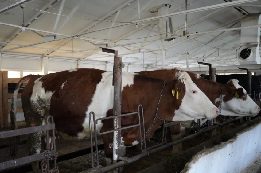 Эрлист Акунбеков взял на контроль ремонт госплемзавода в Сокулукском районе