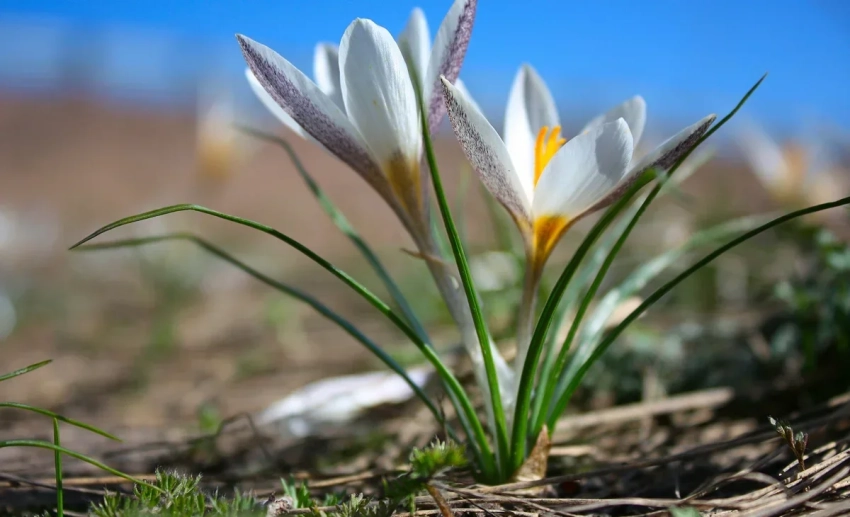 Прогноз погоды: Температура повышается, чувствуется дыхание весны