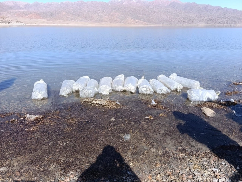 В Орто-Токойское водохранилище выпущено 1,2 миллиона мальков рыбы сиг-лудога