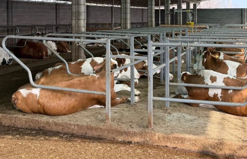 В Чуйской области запускают молочное производство по шведским стандартам