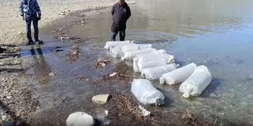В Орто-Токойское водохранилище выпустили более миллиона мальков сига