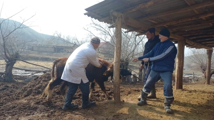 Начались весенние профилактические мероприятия против болезней животных