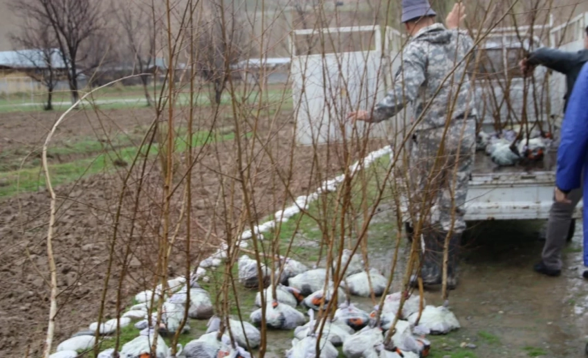 Зеленое наследие. В Кыргызстане прижились 70% высаженных саженцев