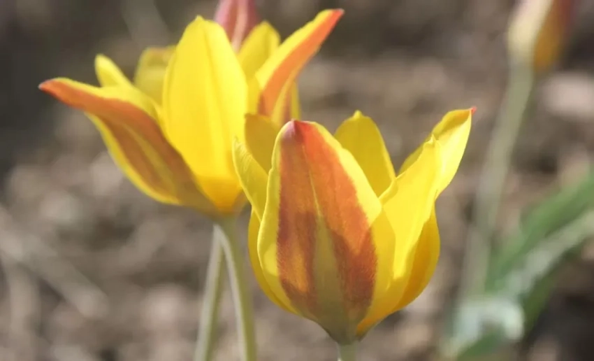 Тюльпан из Кыргызстана вышел в финал мирового конкурса в США