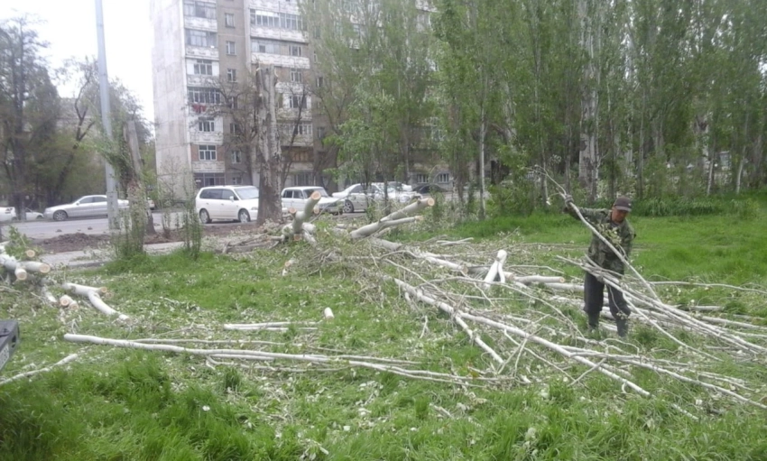 На улице Ауэзова спилят сухие тополя. Мэрия Бишкека обещает сделать там оазис