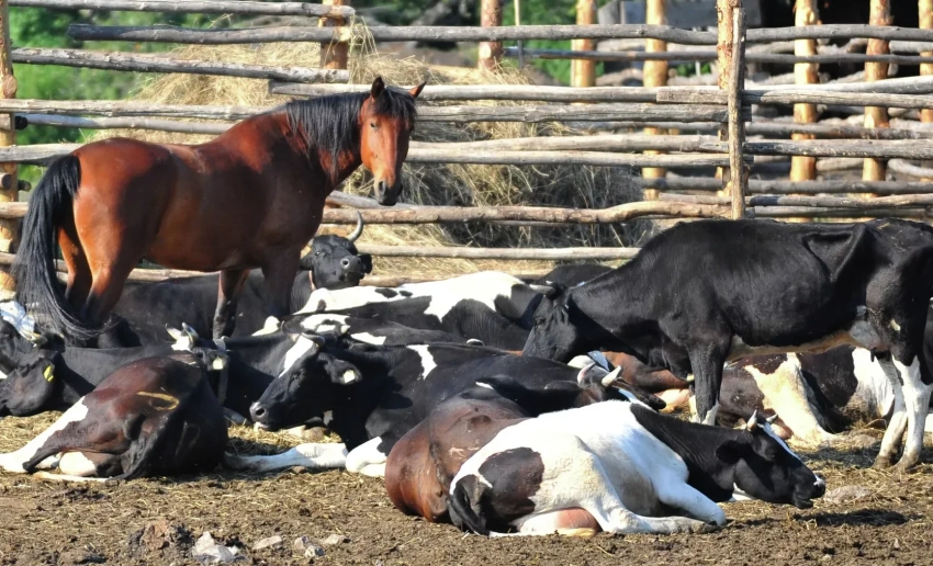 С начала года в КР не зафиксировано ни одного случая инфекционных заболеваний животных