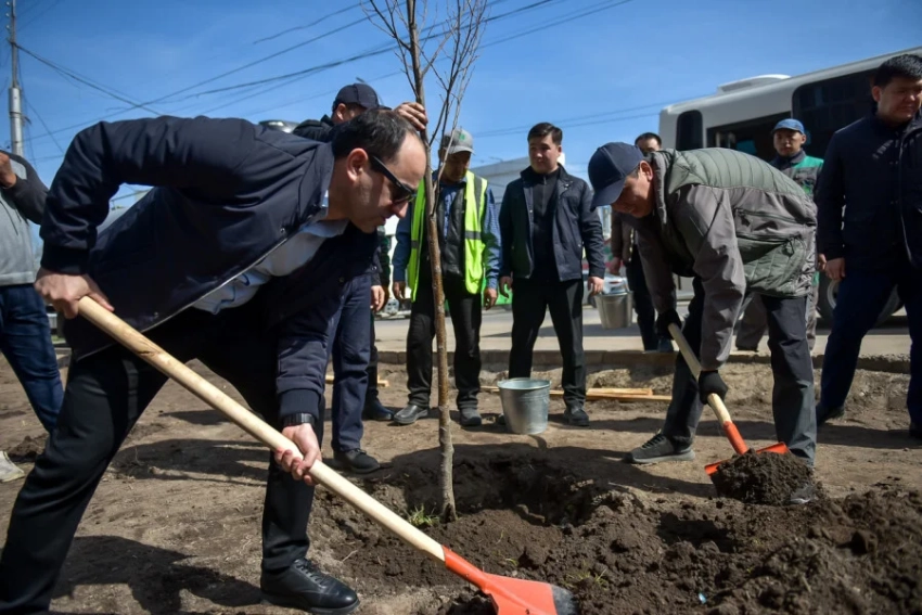В Бишкеке высадили деревья на Ауэзова, мэр дал ряд поручений по благоустройству