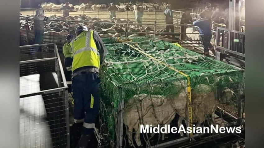 Сотрудничество между Узбекистаном и Монголией в животноводстве продолжает расти