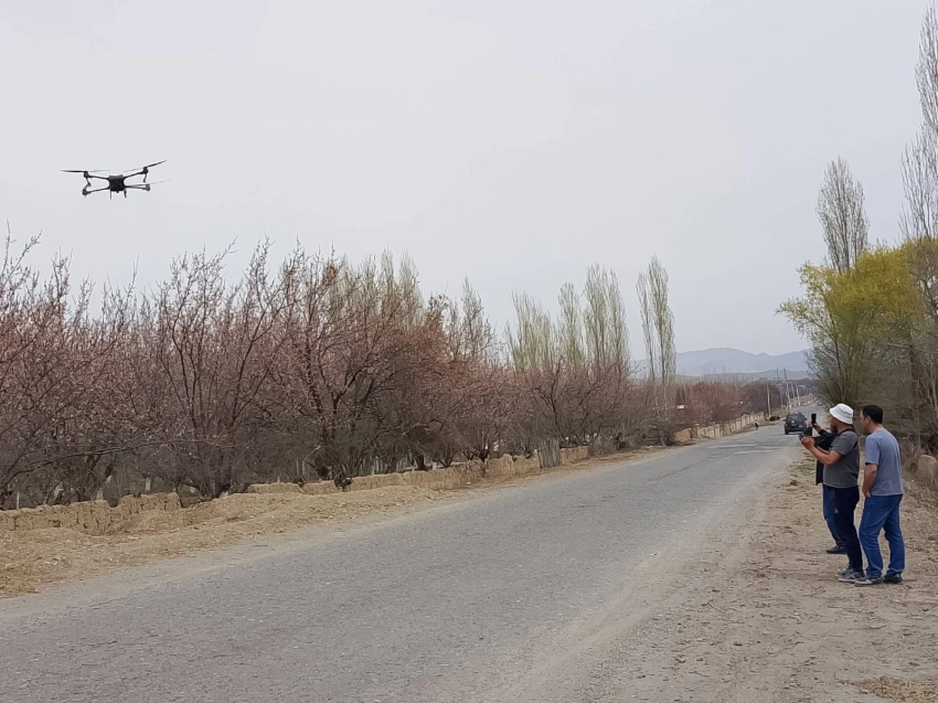 В Баткене начали опрыскивать абрикосовые сады дронами