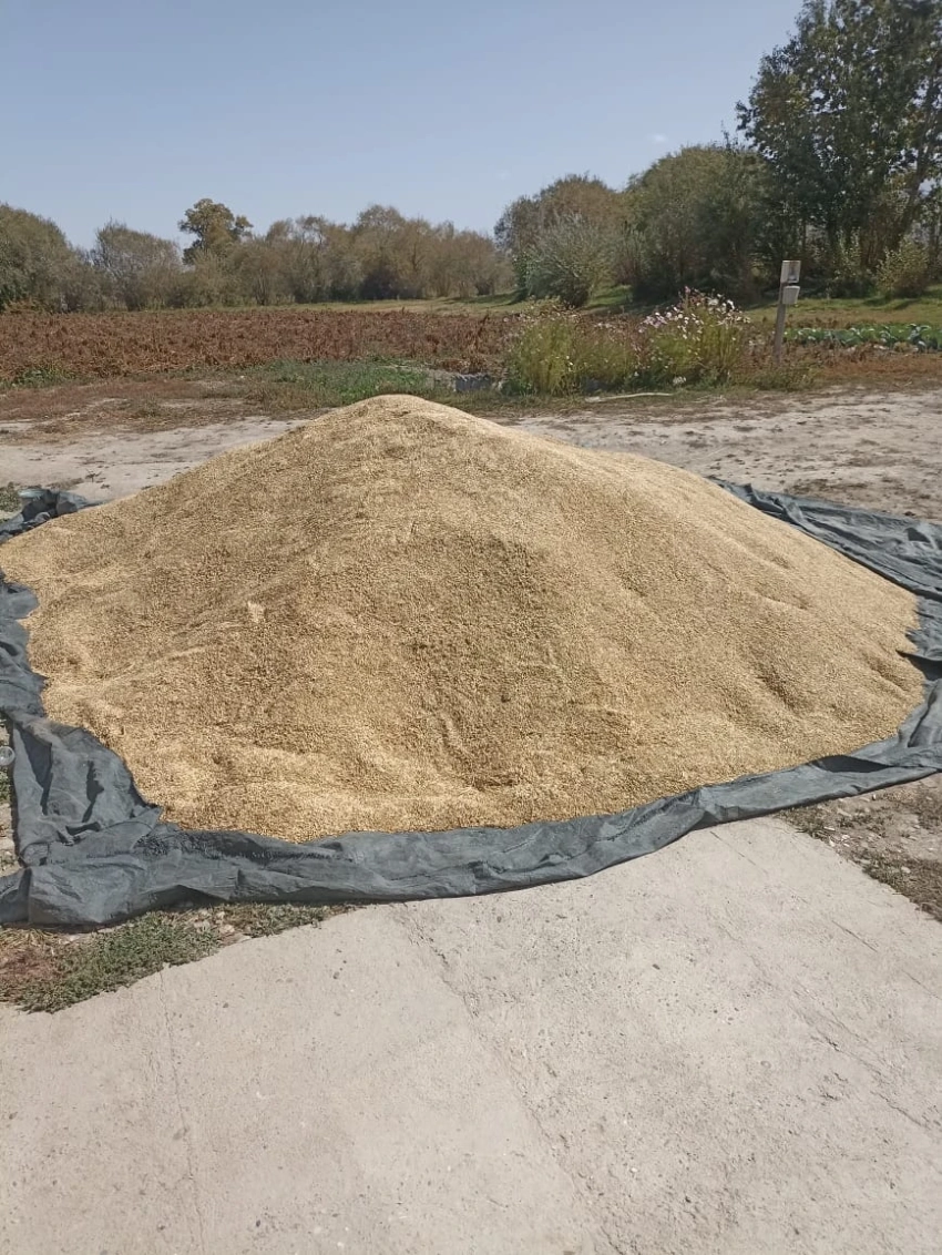 В Ат-Баши более 860 семьям раздали корм для скота