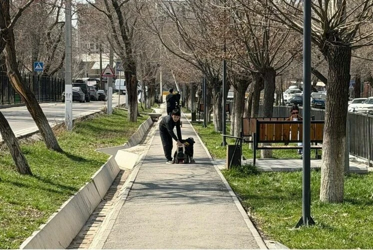 В Бишкеке хотят расширить улицу Скрябина за счет зеленых насаждений